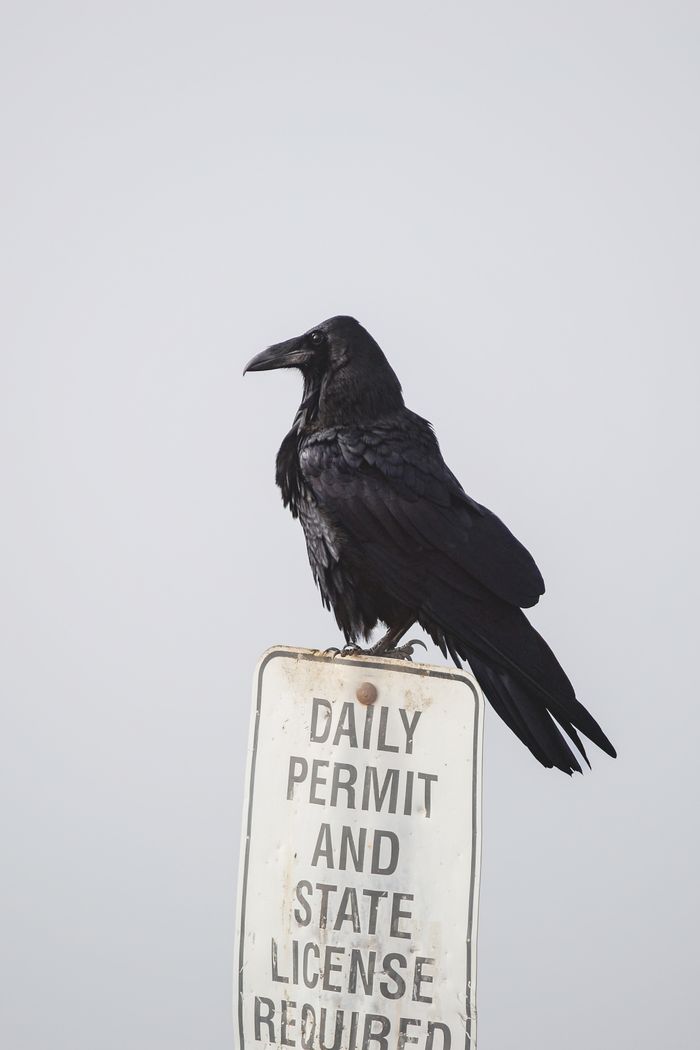 A raven sits atop a sign demanding permits in a foggy environment.